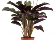 calathea crocata