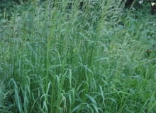 Encyklopedia roślin: Rajgras wyniosly   Arrhenatherum elatius   Trawa