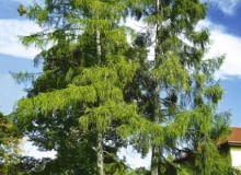 MODRZEW POLSKI LARIX DECIDUA ODMIANA POLONICA DRZEWO IGLASTE FOT. PIOTR BANASZCZAK PUBLIKACJA OGRODY NR 9 (53) - 9.2003