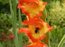 Encyklopedia roślin: Mieczyk Gladiolus