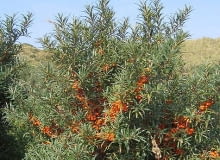 Encyklopedia roślin: Rokitnik zwyczajny  rokitnik pospolity  Hippophae