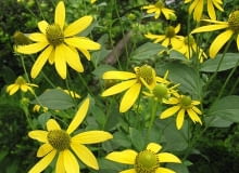 Encyklopedia roślin: Rudbekia naga inaczej rudbekia sieczna  Rudbeckia