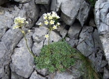 Encyklopedia roślin: Skalnica gronkowa ma kremowe kwiaty