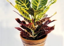 Encyklopedia roślin: WYSTROJ WNETRZ   ROSLINY WYMAGAJACE  Kroton potrze