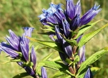 Gentiana asclepiadea SLOWA KLUCZOWE: chronione