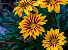 gazania