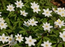 Encyklopedia roślin: Zawilec gajowy