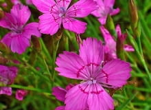 Encyklopedia roślin: Gozdzik kropkowany  Dianthus deltoides