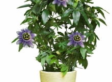 26.06.2008 WARSZAWA SESJA KWIATY WE WNETRZU NZ ROSLINA DONICZKOWA PNACZE - MECZENNICA BLEKITNA PASSIFLORA CAERULEA STYLIZACJA JOANNA WOYDA DLA CZASOPISMA KWIETNIK FOT. ARKADIUSZ SCICHOCKI / AGENCJA GAZETA PUBLIKACJA KWIETNIK NR 9 (165) - 9 2008