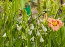 galtonia biała – Galtonia candicans