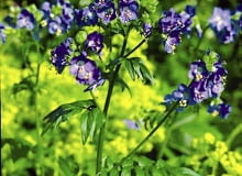 ROSLINY KWIATY WIELOSIL BLEKITNY POLEMONIUM CAERULEUM FOT. WOJCIECH PODSTOLSKI PUBLIKACJA OGRODY NR 6 (110) - 6 2008 SLOWA KLUCZOWE: ROSLINY KWIATY ZDJĘCIE DO WKŁADKI: PUBLIKACJA OGRODY NR 6 (110) - CZASOPISMA