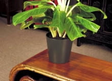 13.05.2003 WARSZAWA GALERIA MEBLI CHINSKICH SHANGRI LA PLAC BANKOWY ARANZACJA ROSLINNA ROSLINY DONICZKOWE DONICZKA CERAMIKA DREWNO CHINY AGLAONEMA AGLONEMA KING OF SIAM LAWA