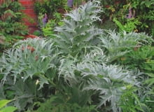 KARCZOCH HISZPAŃSKI tworzy liście o mięsis-tych ogonkach i nerwach oraz twarde i kłujące pąki kwiatostanów.