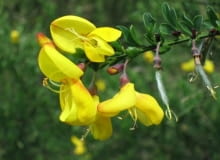Encyklopedia roślin: Zarnowiec miotlasty  Cytisus scoparius   Ma zolte