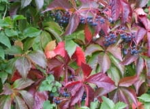 Encyklopedia roślin: 