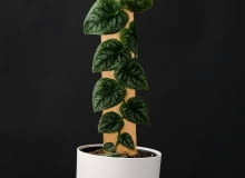 Monstera Dubia