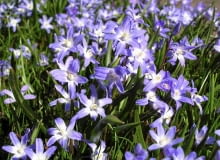 WIOSNA ROSLINY CEBULOWE KWIATY SNIEZNIK FOT. EWA NARKIEWICZ PUBLIKACJA KWIETNIK NR 4 (148) - 4 2007 SLOWA KLUCZOWE: ROSLINY KWIATY ZDJĘCIE DO WKŁADKI: PUBLIKACJA KWIETNIK NR 4 (148) - CZASOPISMA