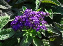 Encyklopedia roślin: Heliotrop peruwianski  Heliotropium peruvianum  ma