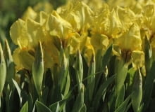 Encyklopedia roślin: Kosaciec niski  Iris pumila