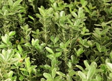 trzmielina japońska