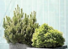 Encyklopedia roślin: Sosna gorska  Pinus mugo   Mops