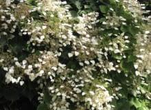 Encyklopedia roślin: Przywarka japonska  Schizophragma hydrangeoides