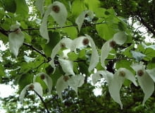Encyklopedia roślin: Dawidia chinska  Davidia involucrata