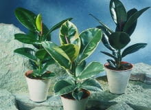 Encyklopedia roślin: Figowiec sprezysty  Ficus elastica