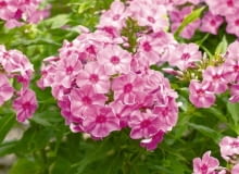 Byliny, które można rozmnażać wiosną przez podział - Floks wiechowaty