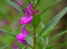 Encyklopedia roślin: Niecierpek Balsamina  Impatiens balsamina