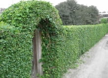 Encyklopedia roślin: Morwa czarna