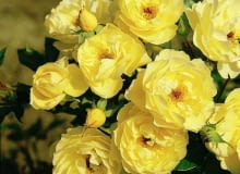 Encyklopedia roślin: Roza okrywowa  Sonnenschirm  ma zolte kwiaty  polp