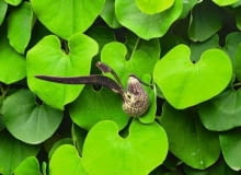 Kokornak wielkolistny