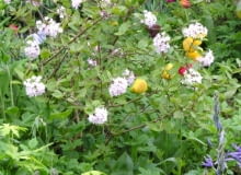 Kalina Burkwooda (Viburnum burkwoodii) - wykształca kuliste, białoróżowe kwiatostany wielkości do 8 cm. Dorasta do około 2 m. Liście, częściowo zimozielone są niewielkie, błyszczące. Jej intensywny, słodki zapach intryguje każdą osobę, która znajdzie się w zasięgu tej woni