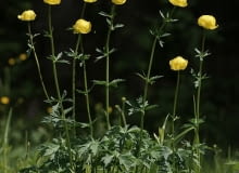 Encyklopedia roślin: Pelnik europejski  Trollius europaeus
