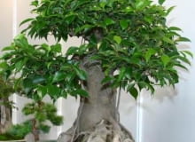 Encyklopedia roślin: Figowiec benjaminski  Ficus benjamina   Drzewko ks