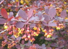Berberys ottawski (Berberis ottawensis) 'Superba'