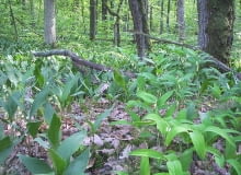 Konwalia majowa i kokoryczka. Konwalia jest pod ochroną i niemożna jej zrywać