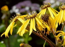 Języczka pomarańczowa ozdabia wilgotne miejsca w ogrodzie