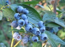 Borówka wysoka, inaczej amerykańska (Vaccinium corymbosum). Owoce