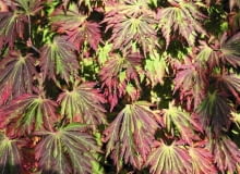 KLON JAPOŃSKI 'ACONITIFOLIUM' trudno pomylić z innymi ze względu na silnie powcinane, dekoracyjne liście. Dorasta do 4-6 m.