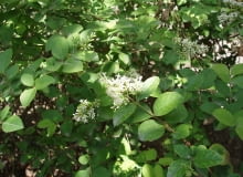 Encyklopedia roślin: Ligustr Vicaryi  Ligustrum  Vicaryi