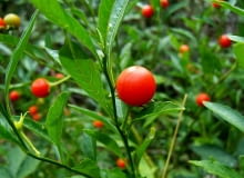 Encyklopedia roślin: Psianka koralowa  Ma biale kwiaty i czerwone owoce