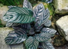 calathea ornata