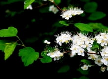 Encyklopedia roślin: Spiraea chamaedryfolia
