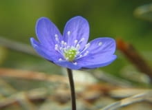 Encyklopedia roślin: Przylaszczka pospolita