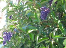 Encyklopedia roślin: Ligustr blyszczacy  Ligustrum lucidum    owoce to