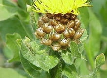 Encyklopedia roślin: 