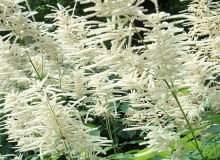 ROSLINY PARZYDLO LESNE ARUNCUS SYLVESTER FOT. BARBARA LACZYNSKA PUBLIKACJA OGRODY NR 7 (99) - 7 2007