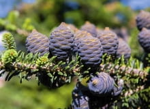 SLOWA KLUCZOWE: abies cone conifer koreana